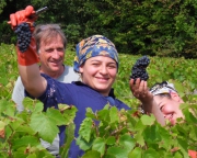 Vendanges et Beaujolais Primeur 2011